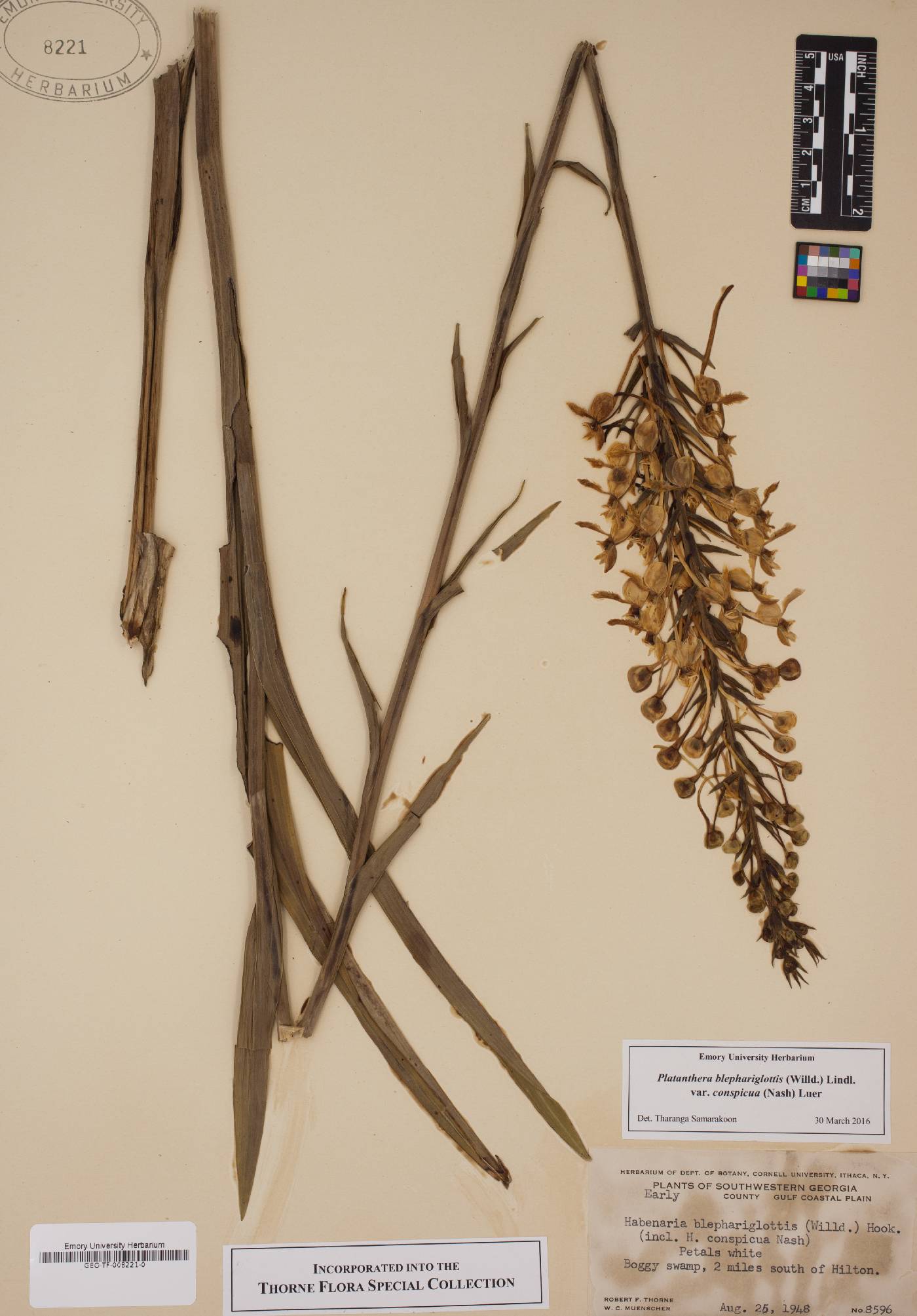 Platanthera blephariglottis var. conspicua image