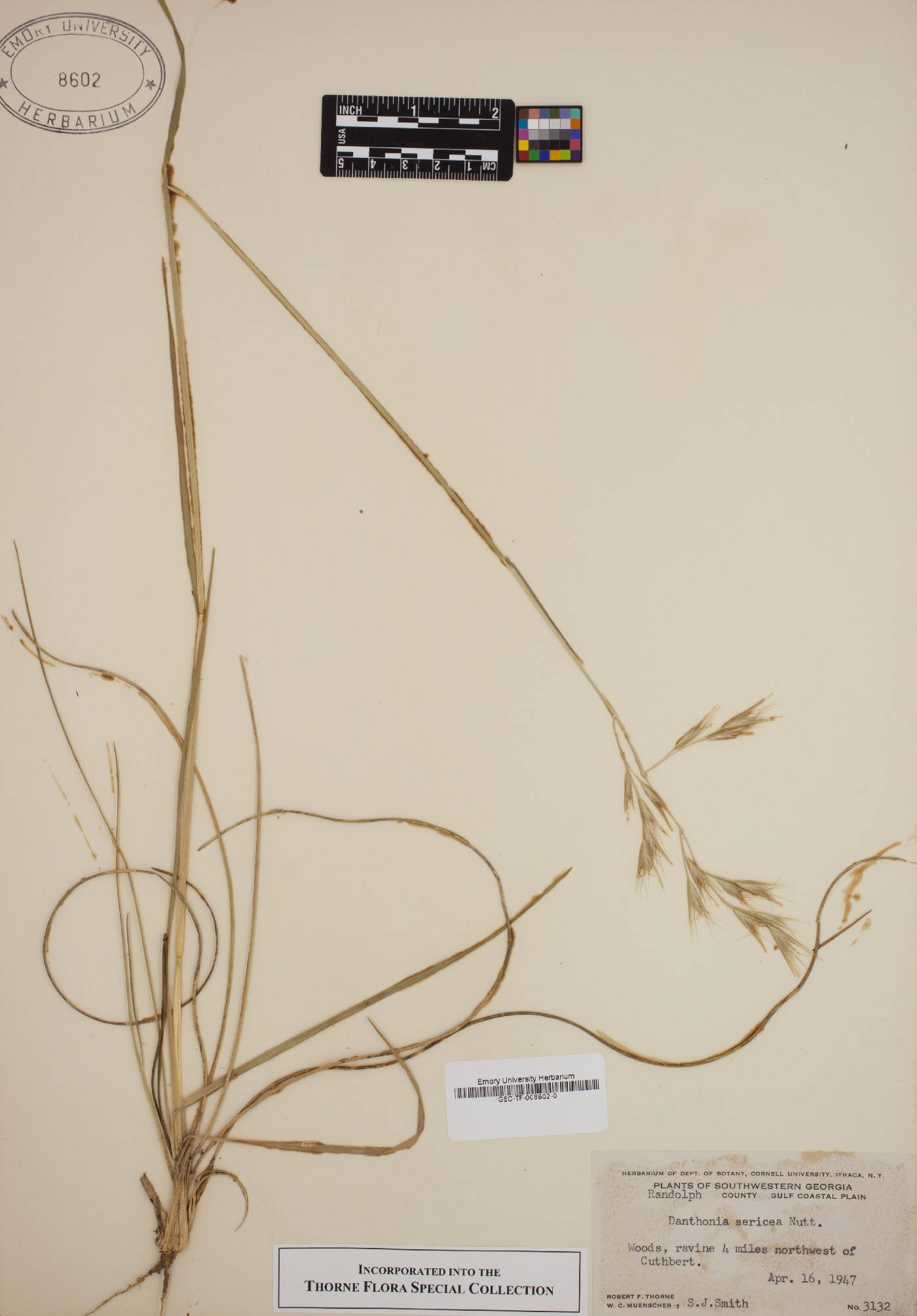 Danthonia sericea image