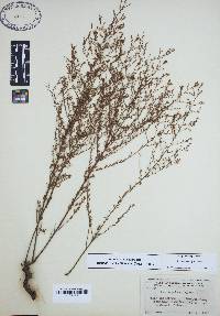 Lechea sessiliflora image