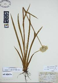 Lachnanthes caroliana image