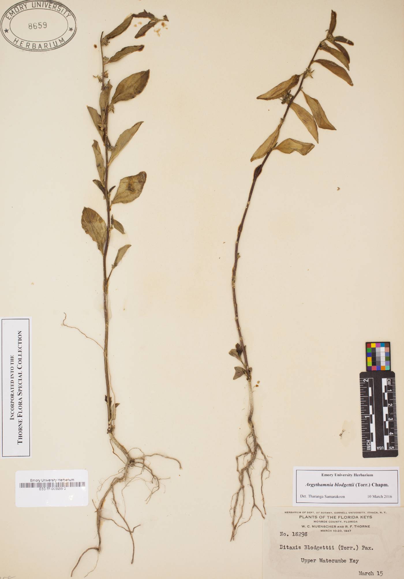 Argythamnia blodgettii image