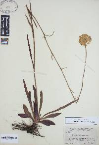 Helenium vernale image