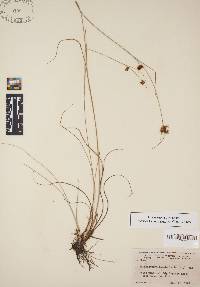 Rhynchospora fascicularis image