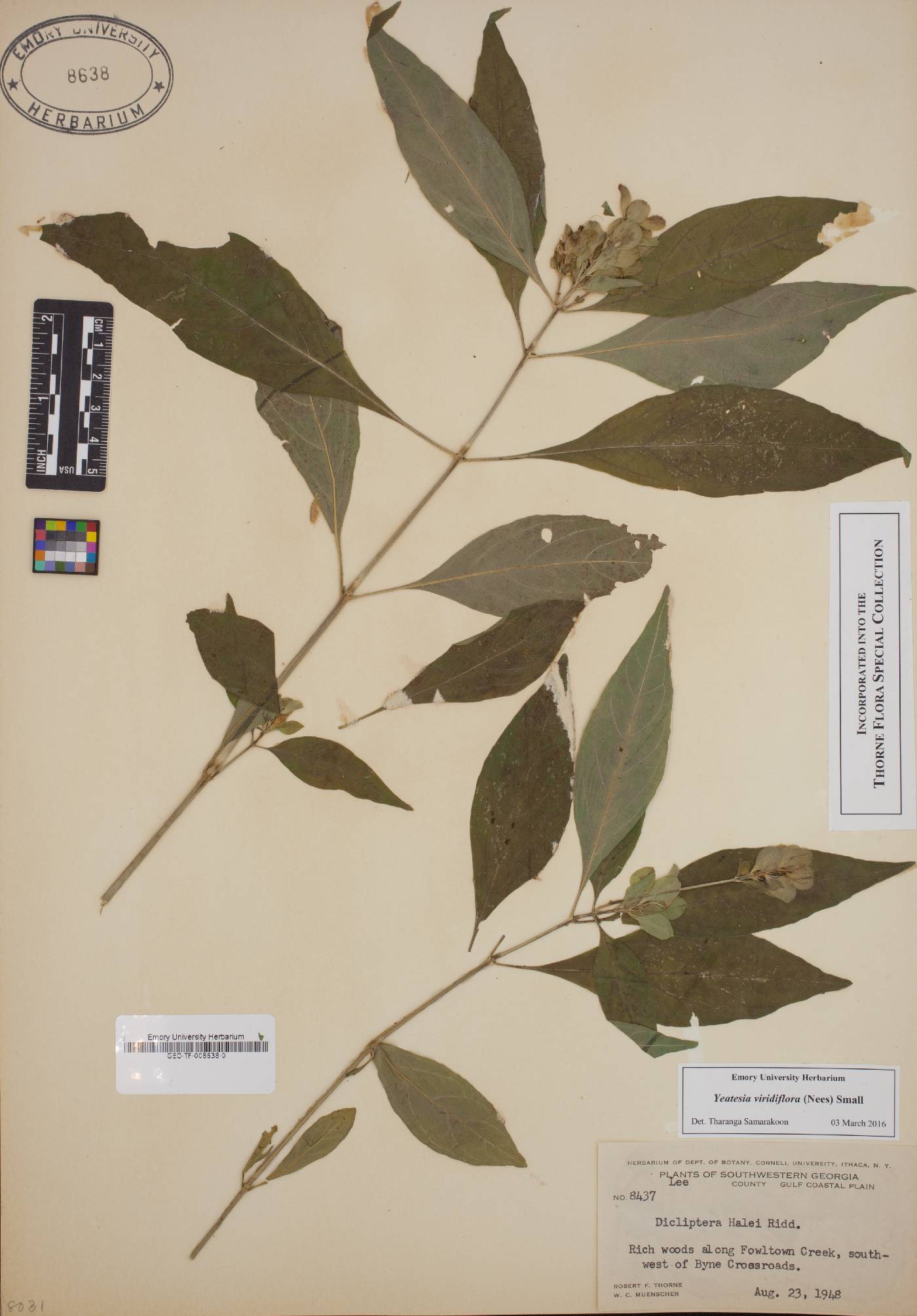 Yeatesia viridiflora image