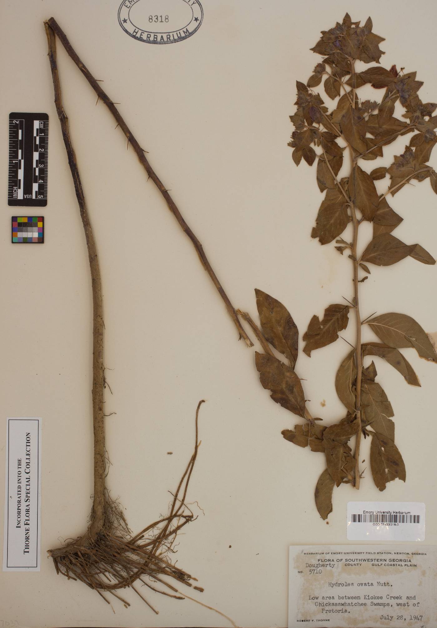 Hydrolea ovata image