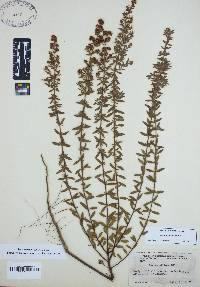 Lechea mucronata image