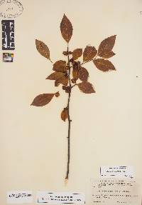 Ilex ambigua image