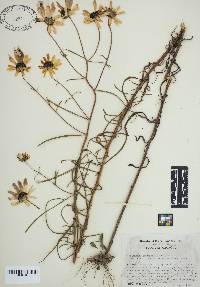 Helianthus angustifolius image