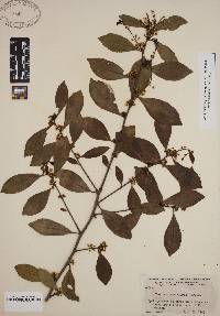 Ilex coriacea image