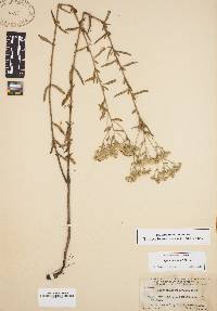 Eupatorium mohrii image