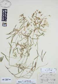 Vicia caroliniana image