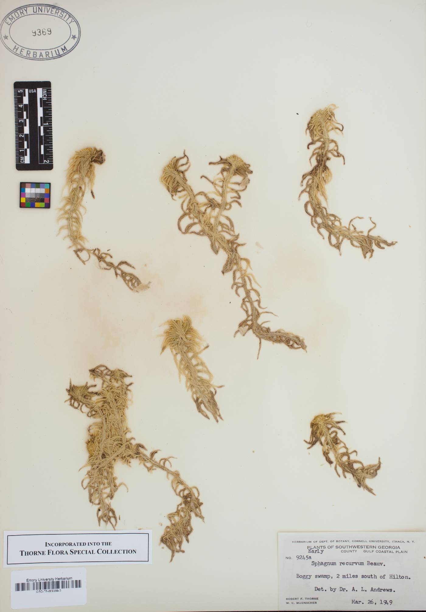 Sphagnum recurvum image