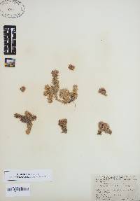 Sphagnum palustre image