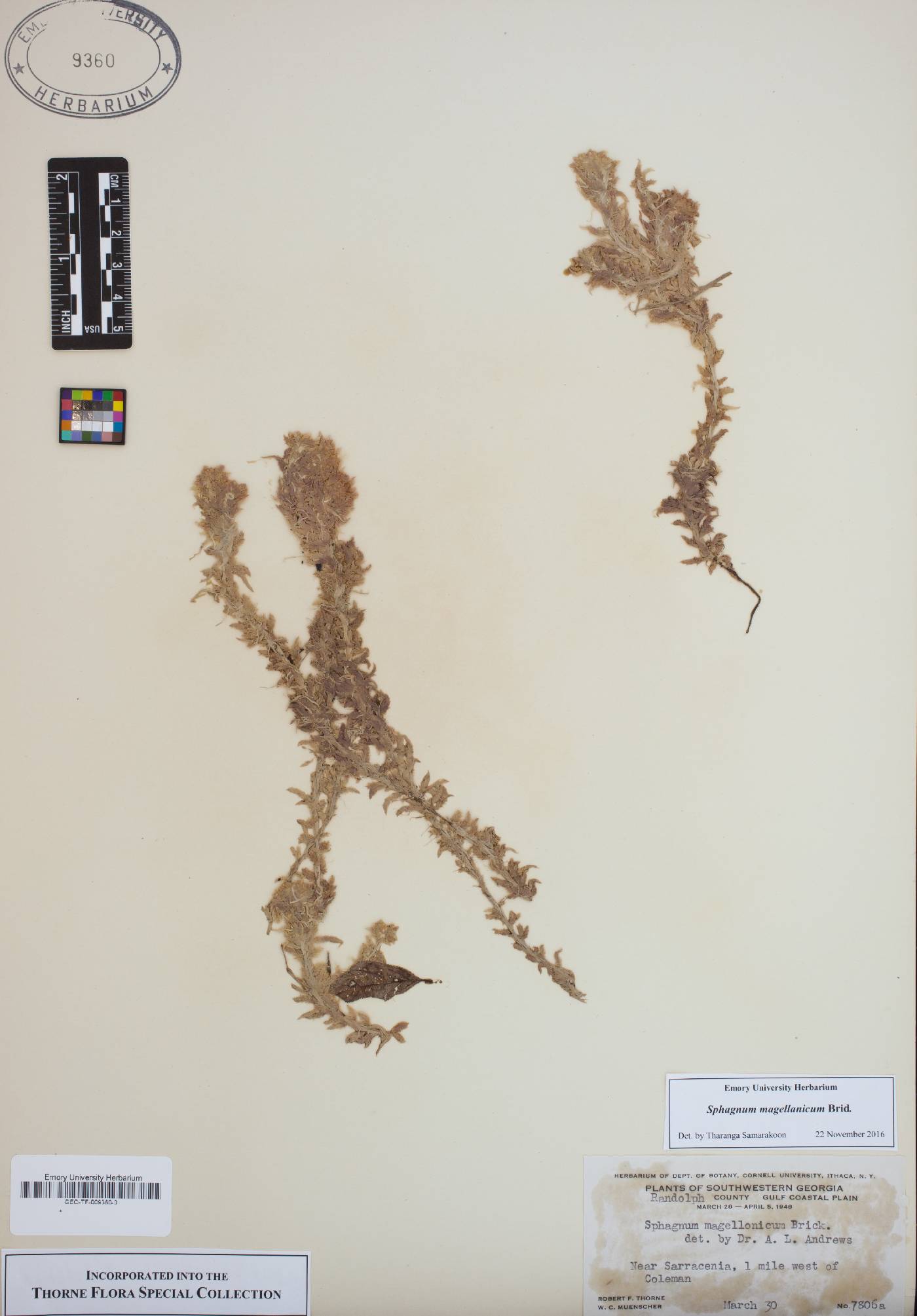 Sphagnum magellanicum image