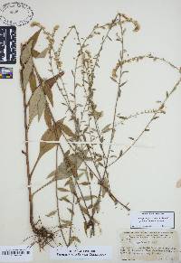 Solidago arguta var. boottii image