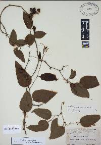 Smilax walteri image