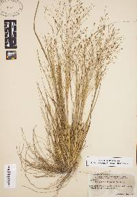 Eragrostis elliottii image