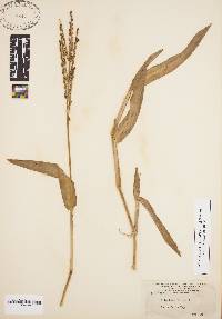 Eriochloa michauxii image