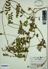 Tephrosia spicata image