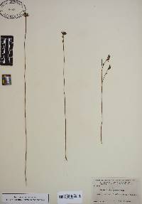 Utricularia juncea image