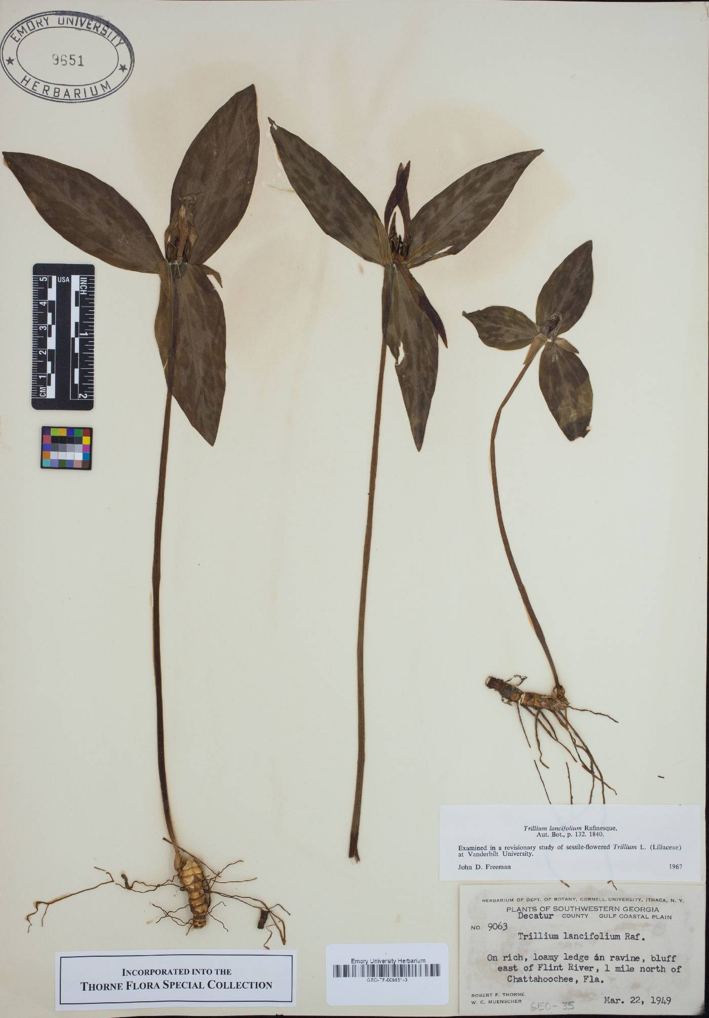 Trillium lancifolium image