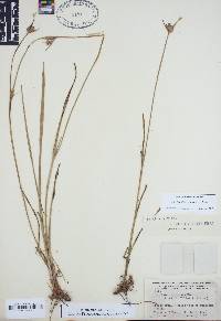 Scleria ciliata image