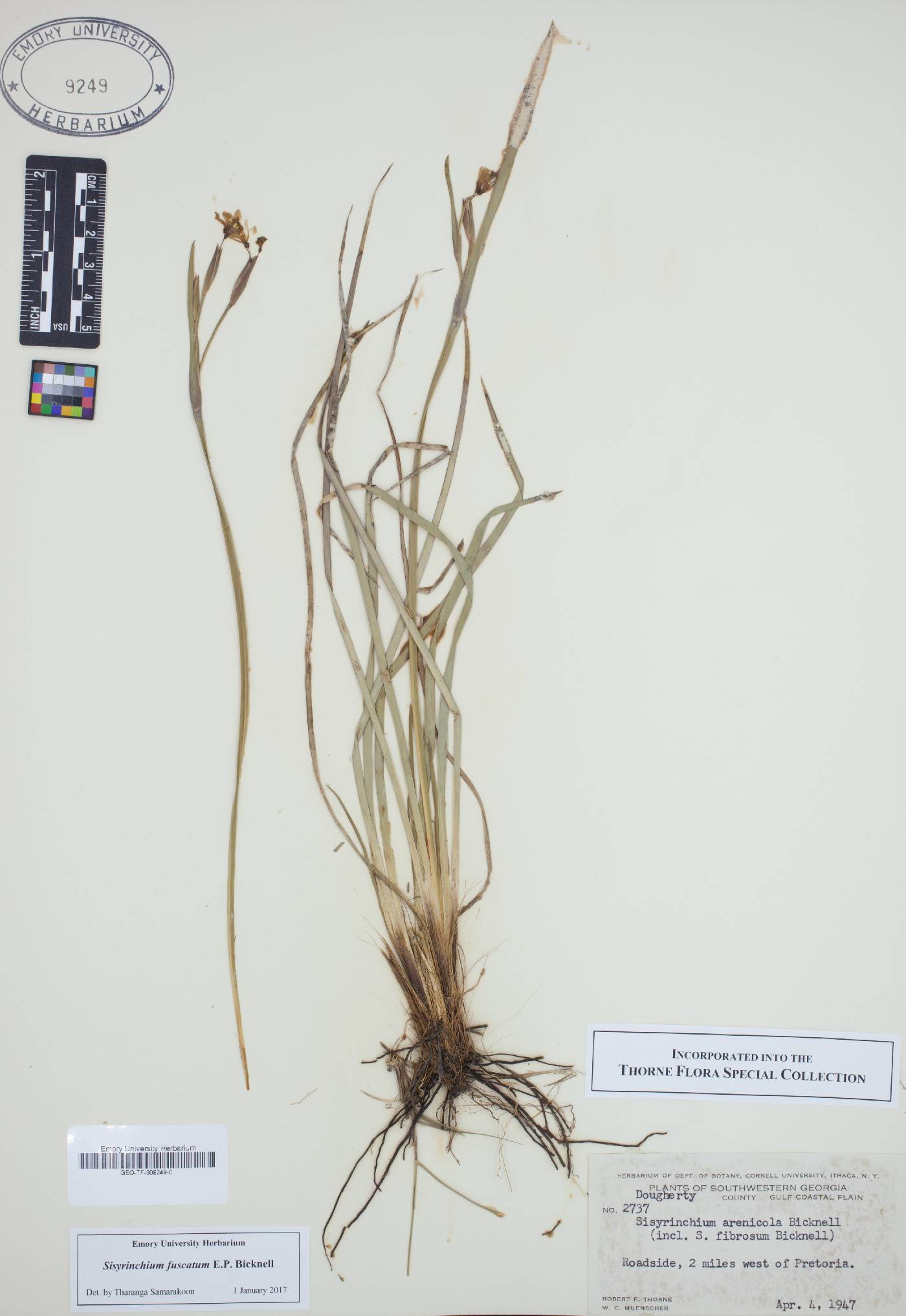 Sisyrinchium fuscatum image