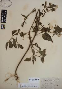 Solanum nigrum image