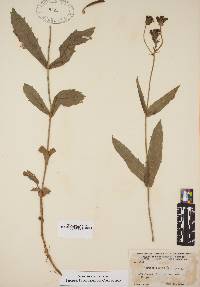 Verbena rigida image