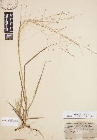 Eragrostis refracta image