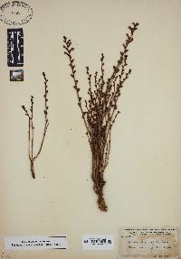 Epifagus virginiana image