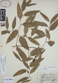 Smilax smallii image