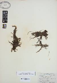 Sphagnum subsecundum image