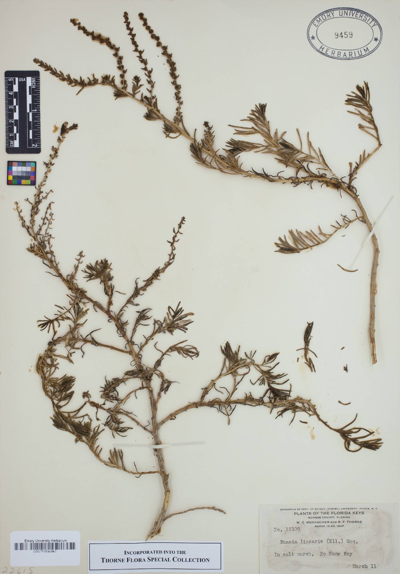 Suaeda linearis image