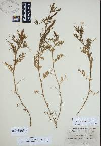 Vicia sativa subsp. nigra image