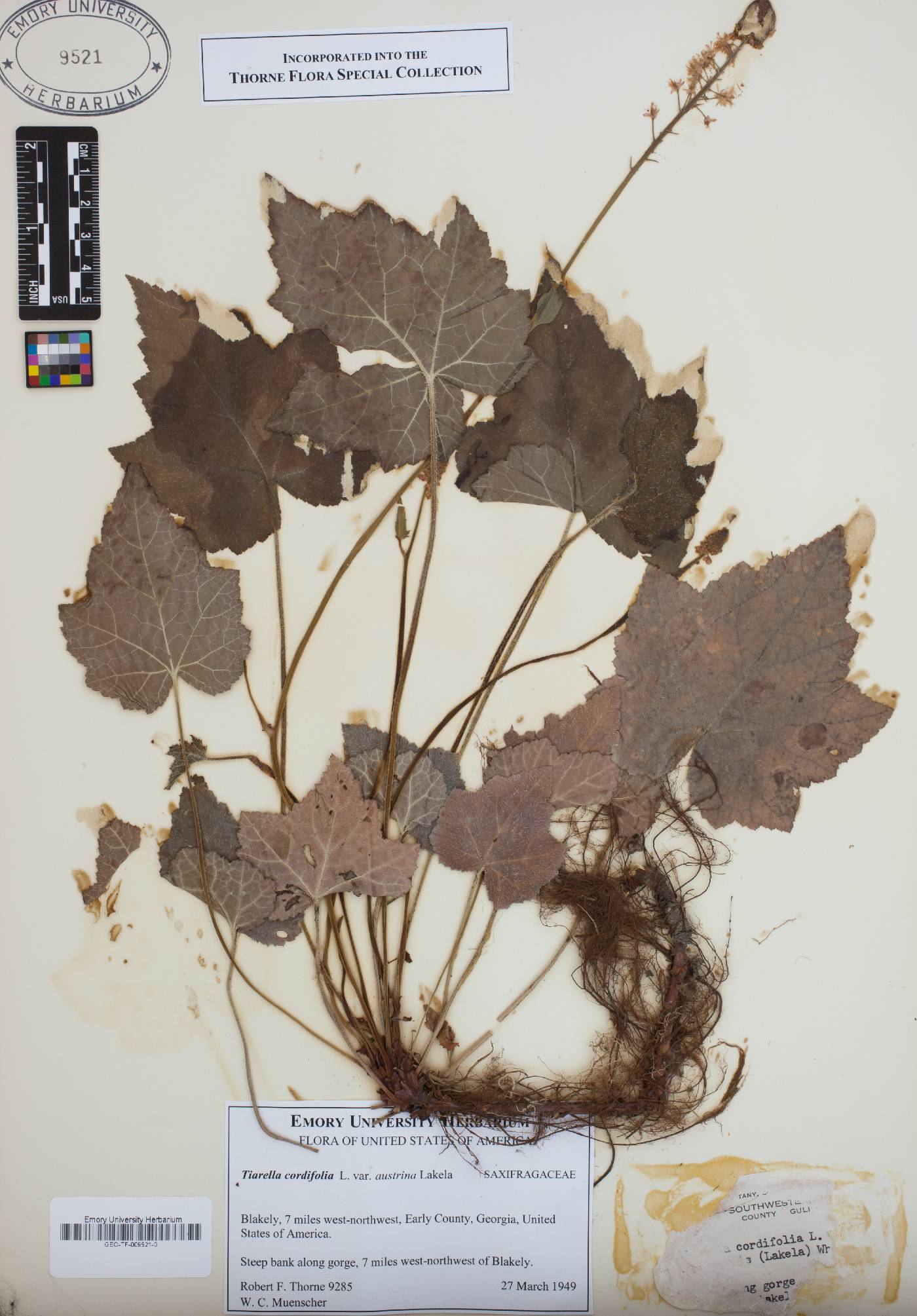 Tiarella cordifolia var. austrina image
