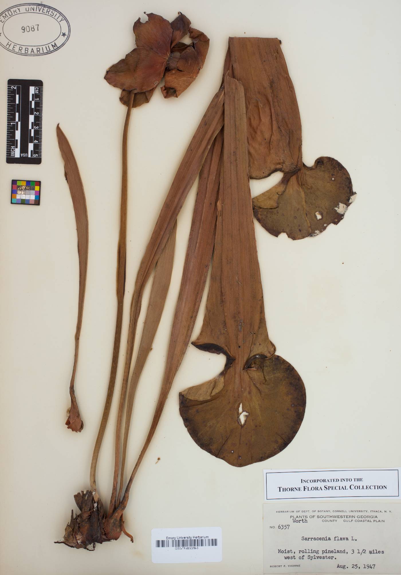 Sanicula smallii image