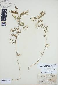 Vicia caroliniana image