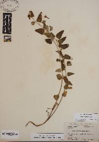 Image of Tragia urticifolia