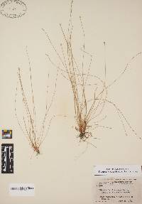 Eleocharis microcarpa image