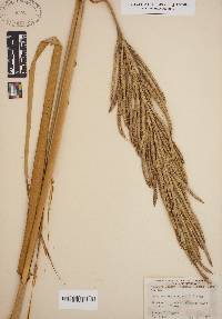 Spartina cynosuroides image