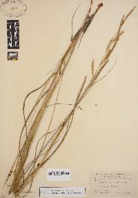 Spartina patens image