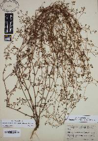 Paronychia americana subsp. americana image