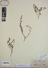 Image of Paronychia patula