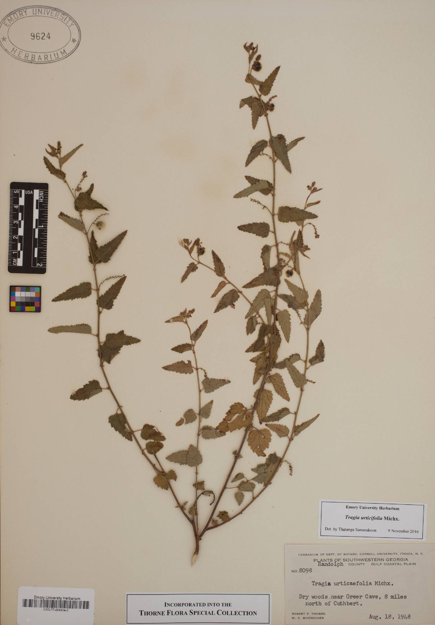 Tragia urticifolia image