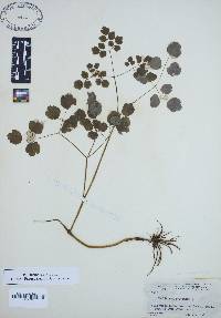 Thalictrum amphibolum image