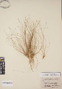 Eleocharis microcarpa image