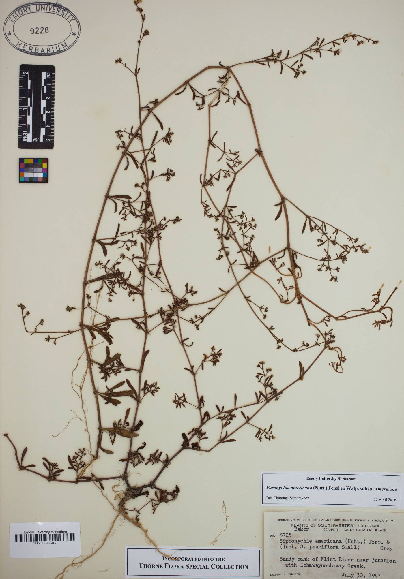 Paronychia americana subsp. americana image