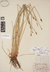 Eleocharis montana image