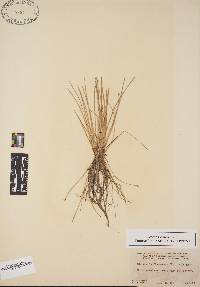 Eleocharis flavescens image